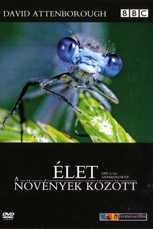 Élet a növények között - A gerinctelenek világa