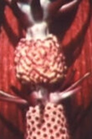 epizoda