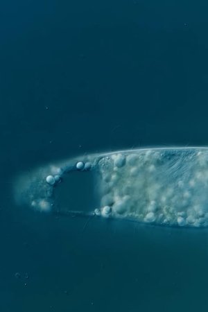 24. epizoda