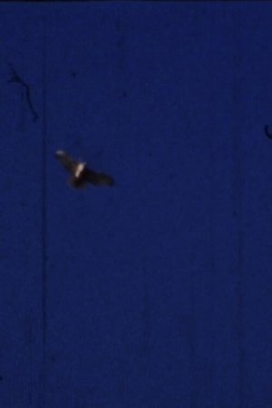 Flying Fish