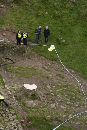 The Murdered Tree