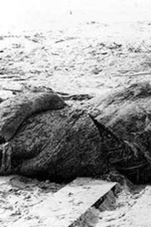 11. epizoda