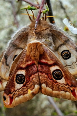 Purple Emperor