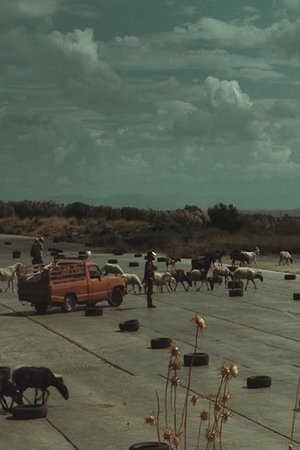 The Future is an Elder Cow
