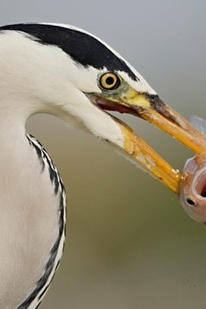 4. epizoda