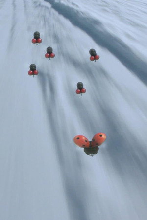 Snow fly