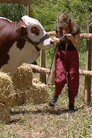 Bull in a China Shop