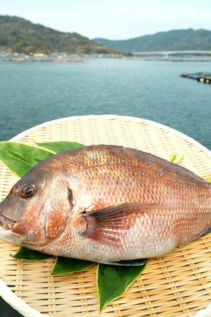 Red Sea Bream