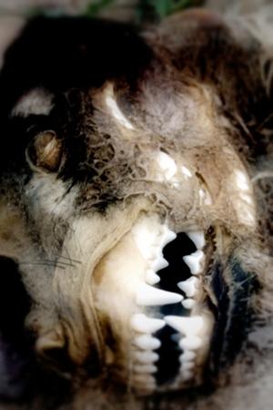 5. epizoda