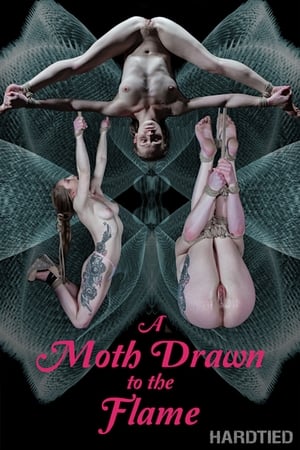 A Moth drawn to the Flame