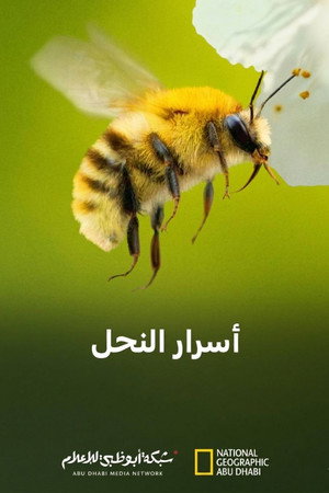 أسرار النحل