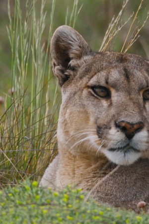 Secretive Puma Special