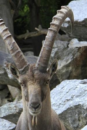 36. epizoda