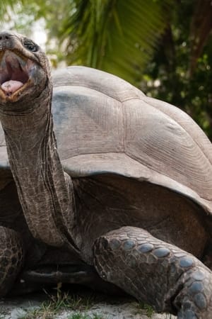 Aldabra: Byl jednou jeden ostrov