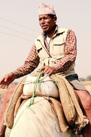 Story of Horse Groom