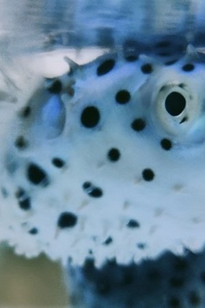 1. epizoda