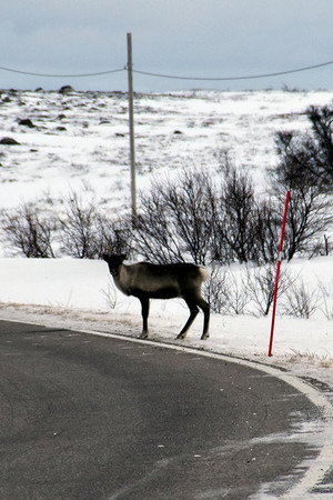 Navigating Norway's Arctic Roads