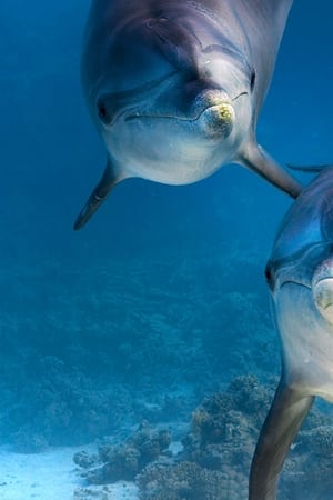 Dolphin Reef