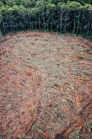 Timber Turmoil
