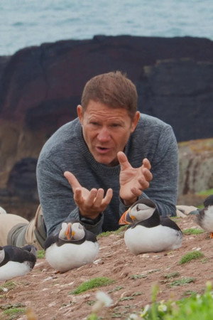 Puffins And Dragonflies