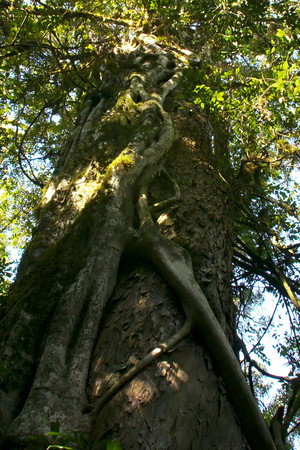 The Giant
