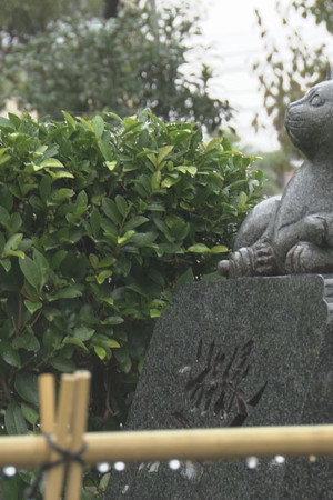 At the Pet Cemetery Where Animals Rest in Peace
