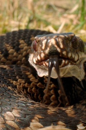 4. epizoda