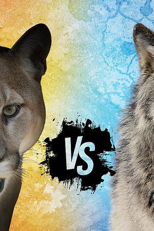 Cougar v. Wolf