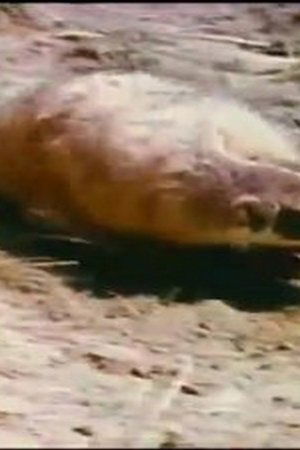 12. epizoda