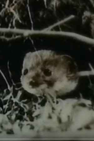 Lasica