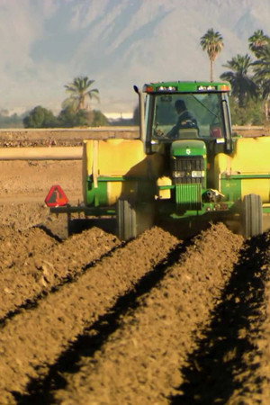 Salad, Rope, Insulin