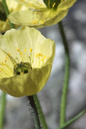 epizoda