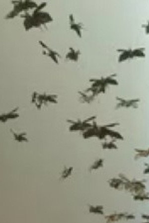 Origami and Worker’s Rug