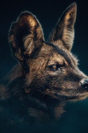 Psi hyenoví