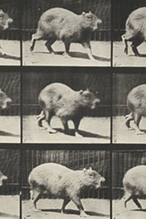 Capybara Walking