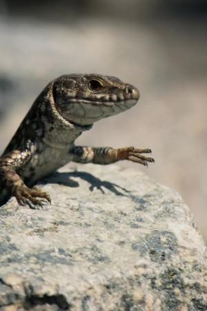 6. epizoda
