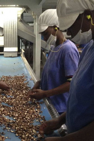 Macadamia Nuts, Tap Water, Crowd Barriers