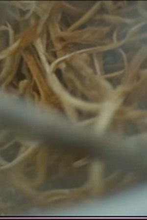 epizoda