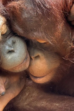 Borneo, the Orangutan's School