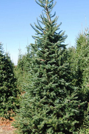 Armored Cars, Christmas Trees