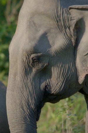 18. epizoda