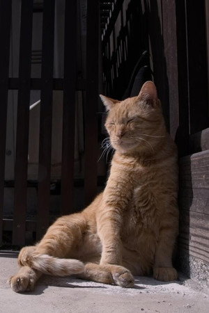 Kurashiki: Feline Friends