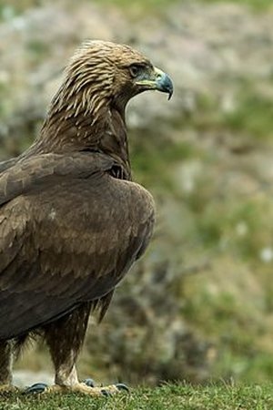 5. epizoda