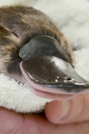 5. epizoda