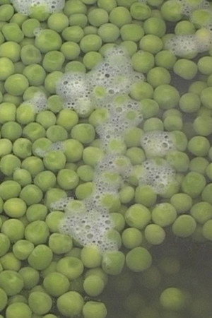 Peas poster