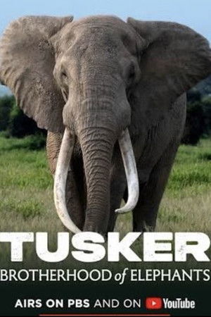 Tusker: Brotherhood of Elephants