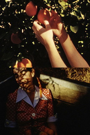 Picking Oranges poster