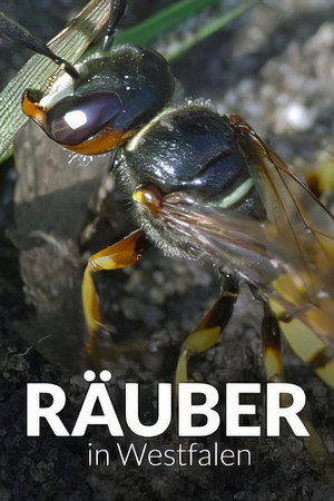 Räuber in Westfalen - Neues Leben in Panzerspuren poster