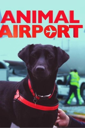 Animal Airport
