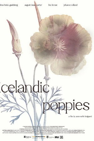 Icelandic Poppies